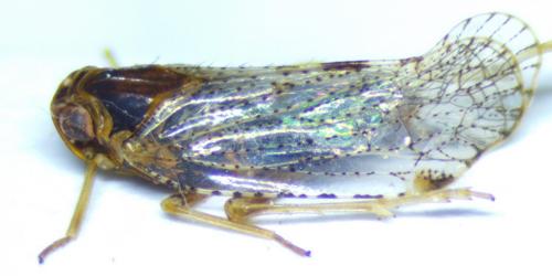 Réf. 251 716 : Cixius sp.